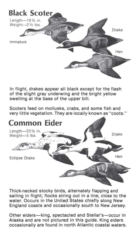 In flight, drakes appear all black except for the flash of the slight gray underwing and the bright yellow swelling at the base of the upper bill.