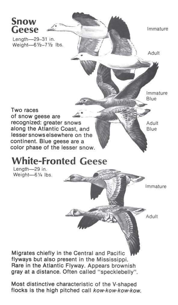 Snow Geese Length- 29-31 in. Weight-6Y2-7V2 lbs. Immature Adult Two races _... of snow geese are - recognized: greater snows along the Atlantic Coast, and lesser snows elsewhere on the continent.