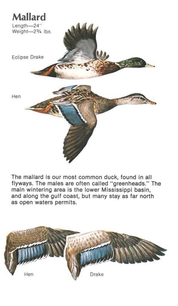 Mallard Length-24" Weight-2 3 /. lbs. Eclipse Drake Hen The mallard is our most common duck, found in all flyways.