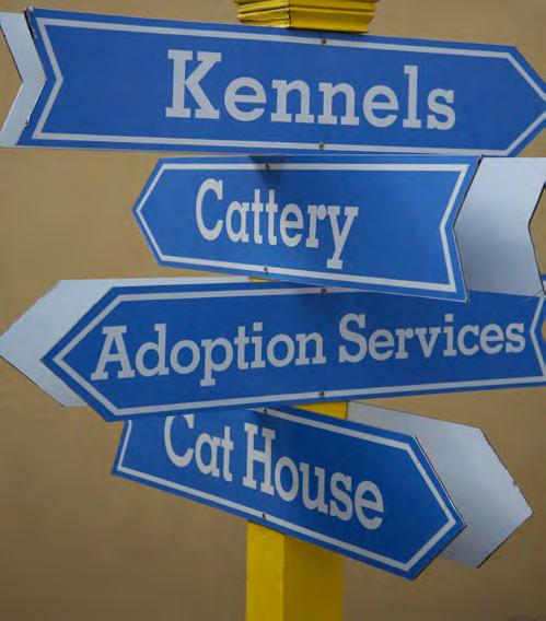 Intake of Cats and Kittens Residents bringing cats either to the shelter or to CCP partner veterinary clinics Again, the details of how each CCP handles these different intake routes will vary.