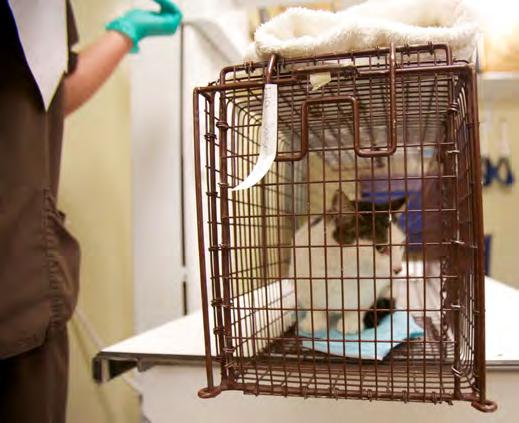 Holding area. Once a cat has been evaluated and determined to be eligible for the CCP, she is placed in a covered trap in a quiet, temperaturecontrolled holding area to await surgery.