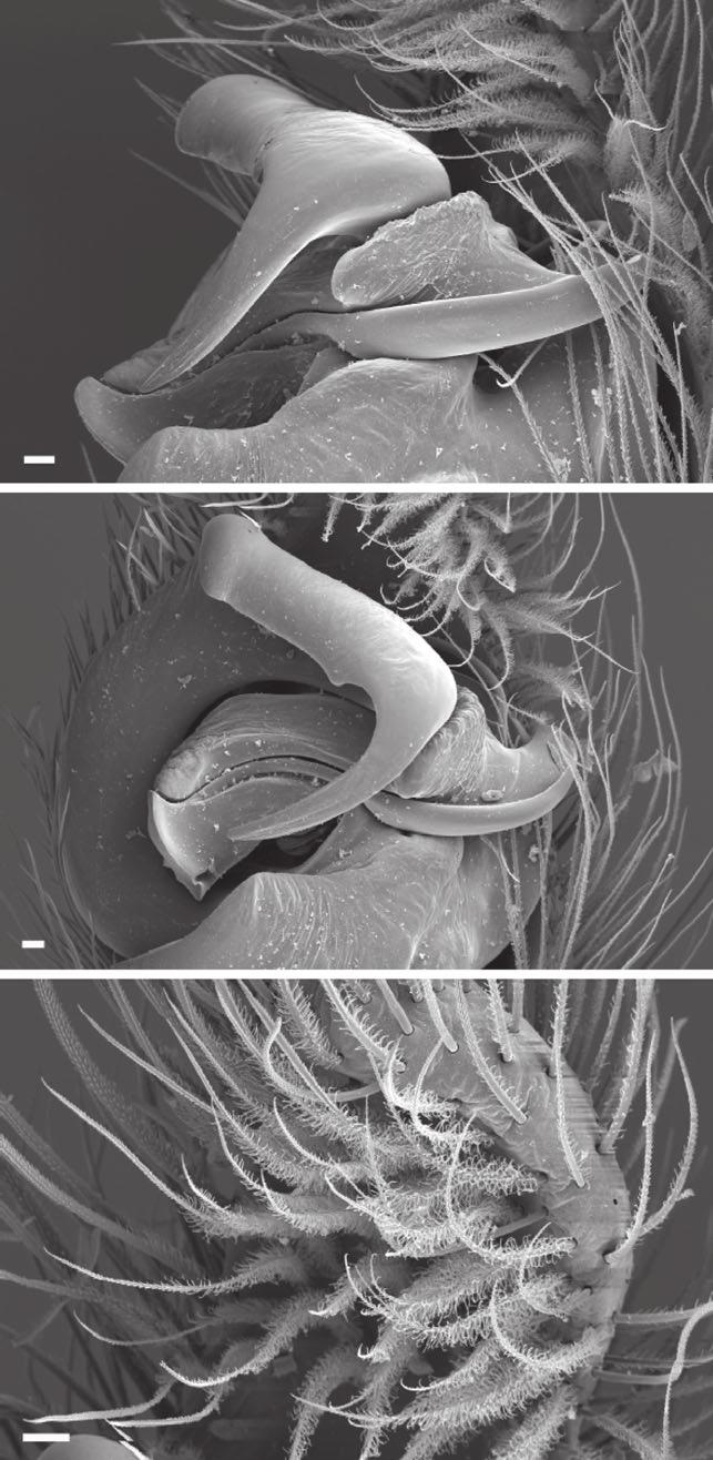 RVISION ND LDISTIS OF ONOSTUS 73 Figure 5. Scanning electron micrographs of Onomastus nigrimaculatus from Thailand (RMNH)., profile of and, retrolateral view., ditto, retrolateral-apical view.