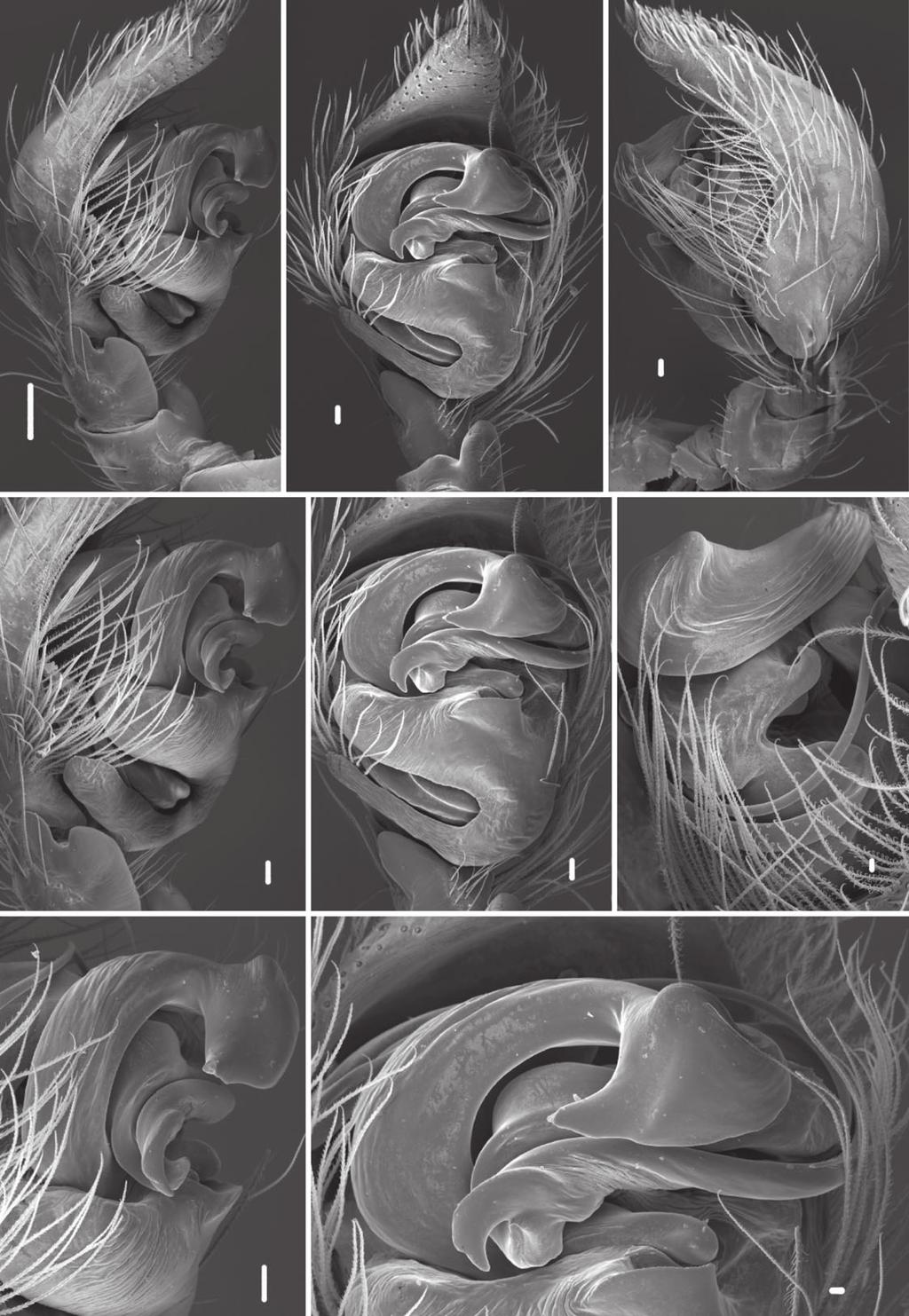 740 S. P. NJMIN D F G H T P T3 T Figure 25. Scanning electron micrographs of Onomastus quinquenotatus male from Hakgala, Sri Lanka (MHNG)., D, G, prolateral view.,, H, ventral view.