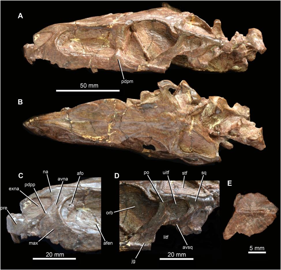 Butler et al. BMC Evolutionary Biology 2014, 14:128 Page 5 of 16 Figure 2 Anatomy of the holotype skull (IVPP V3237) of Turfanosuchus dabanensis Young [11]. A. Skull in left lateral view. B. Skull in dorsal view.