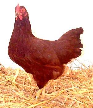 kg max RHODE ISLAND RED The origin of this breed dates back to a fowl bred in