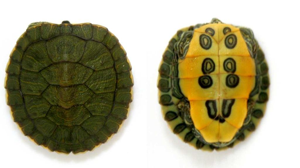Reproduction and life cycle Male red-eared sliders typically mature when they reach a plastron length between 90-100 mm (2-5 years of age); females at plastron lengths between 150-195 mm (see Cagle