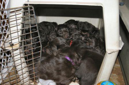Breeder s Corner Puppy Proofing Your Home / Crate Training A Lesson Re-Learned By a Breeder By Greg Copeland Whenever we send new puppies to their new homes, we also send an article on puppy proofing