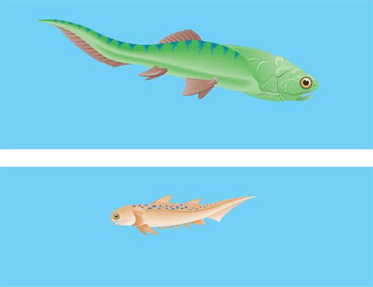 period (closely related to osteichthyans) (a) Coccosteus, a placoderm (b) Climatius, an acanthodian 2 Class Chondrichthyans