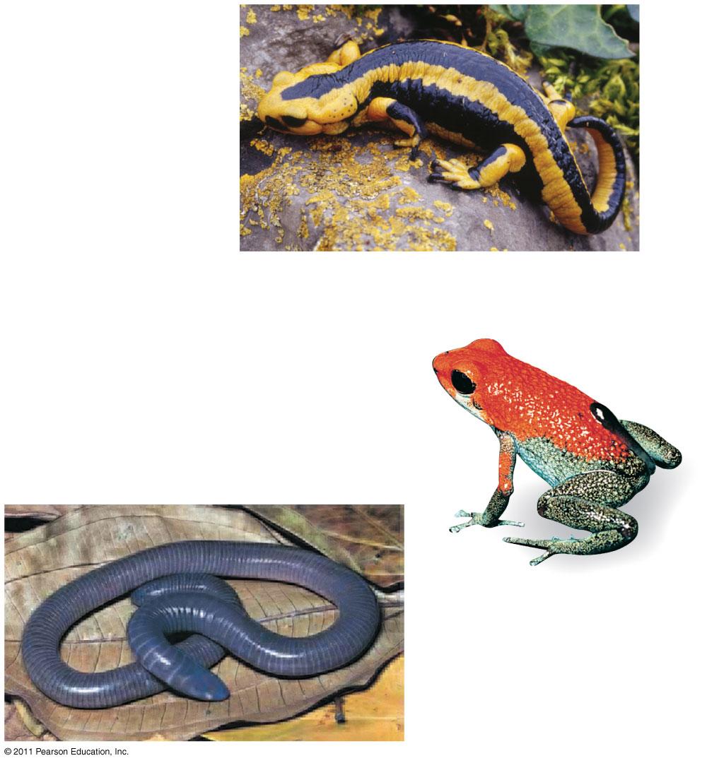Class 4,800 species Most have moist skin that complements the lungs in gas exchange (a) Order Urodela (salamanders) (b) Order Anura (frogs) Name means two lives - undergo metamorphosis from aquatic