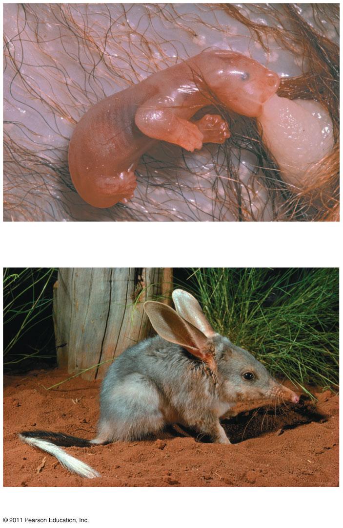 and quadrate bones in the middle ear Monotremes - small group of egg-laying mammals (echidnas and platypus) Marsupials opossums, kangaroos, and koalas Born very early in its development Eutherian