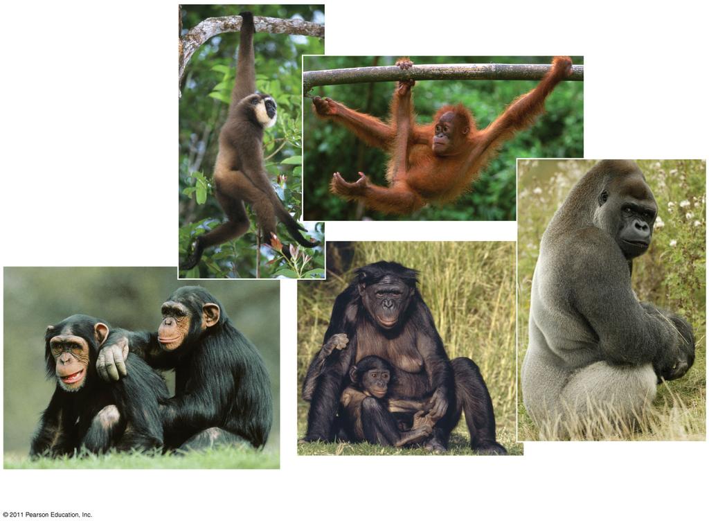 bonobos Humans (b) Old World monkey: macaque Anthropoids 16 Evolution of Primates New and Old World monkeys underwent separate adaptive radiations during millions of years of separation The