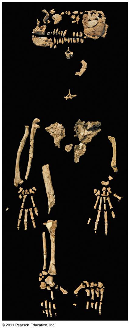 Hominids Study of human origins is paleoanthropology 20 species of distinct hominins have been discovered Originated in Africa 6-7