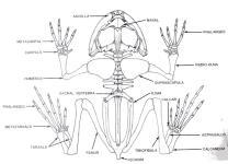 pelvis Ancestral Characteristics Caudal Vertebrae (Tail) No
