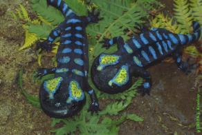 Salamander 150 mya Chinlestegophis (Caecilian) 215 mya