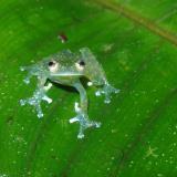 World Only Glass Frogs Digit