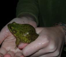 largest frog Rhacophorines
