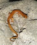 Anamniotes Amphibian Characteristics Tetrapod vertebrates that pass through a