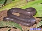 Earthworm like (7 cm 1.