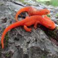 Salamander Phylogeny Plethodontidae Derived