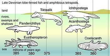 Fishes Lungfishes;