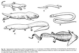 MAJOR AMPHIBIAN GROUP: TEMNOSPONDYLI Group fossil amphibians from early Permian Diverse and cool Many similar to modern species Did not succeed- why?