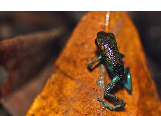 If I were a Dart Frog, there d be one more thing.