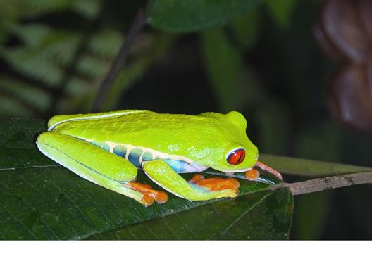 Perhaps I ll be a Leaf Frog, and a gaudy one at