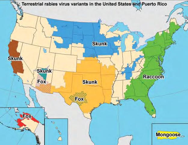 Figure Distribution of major rabies virus variants among wild terrestrial reservoirs in the United States and Puerto Rico. of enzootic rabies in reservoir species are temporally dynamic (Figure ).