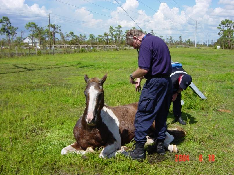 Large Animal Disaster Animal Relief Team assist with large animal rescue and