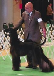 He had 9 points with one major. He was shown by his co-owner, Al Saiko and Lexi Rogers. Most recently he was shown by Rene Saiko at the Minneapolis KC shows.