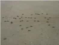 Olive Ridley Turtle nesting numbers have declined from many thousands of nesting females per year to a few tens of nesting females per year. This downward trend is continuing at all the index beaches.