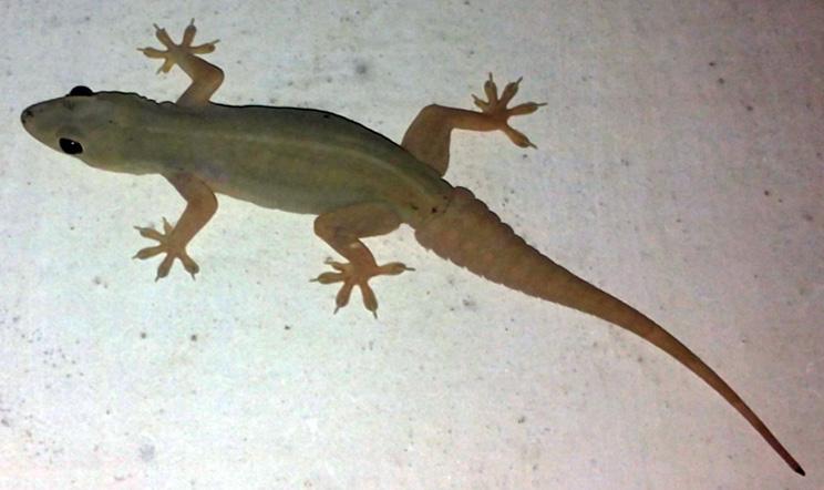 South Asian House Gecko, Hemidactylus frenatus Duméril and Bibron 1836 (Gekkonidae) LC We recorded this species from the Barkatullah University, Saket Nagar, the Shymala Hills, and BHEL in June