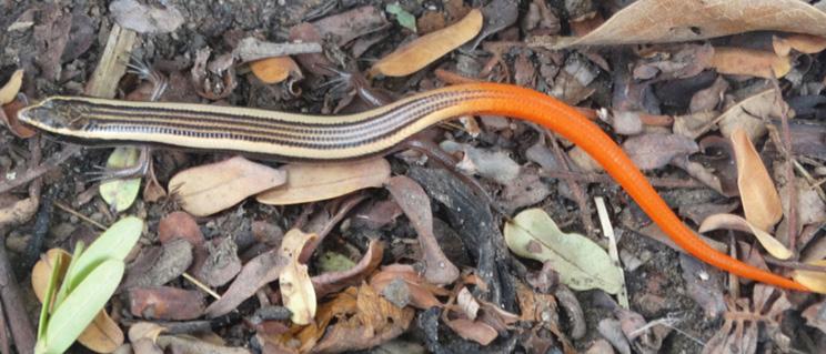 White-spotted Supple Skink, Lygosoma albopunctata (Gray 1846) (Lygosomidae) NE We encountered this species on the campus of Barkatullah University, Bhopal in August 2015 at an elevation of 487 m