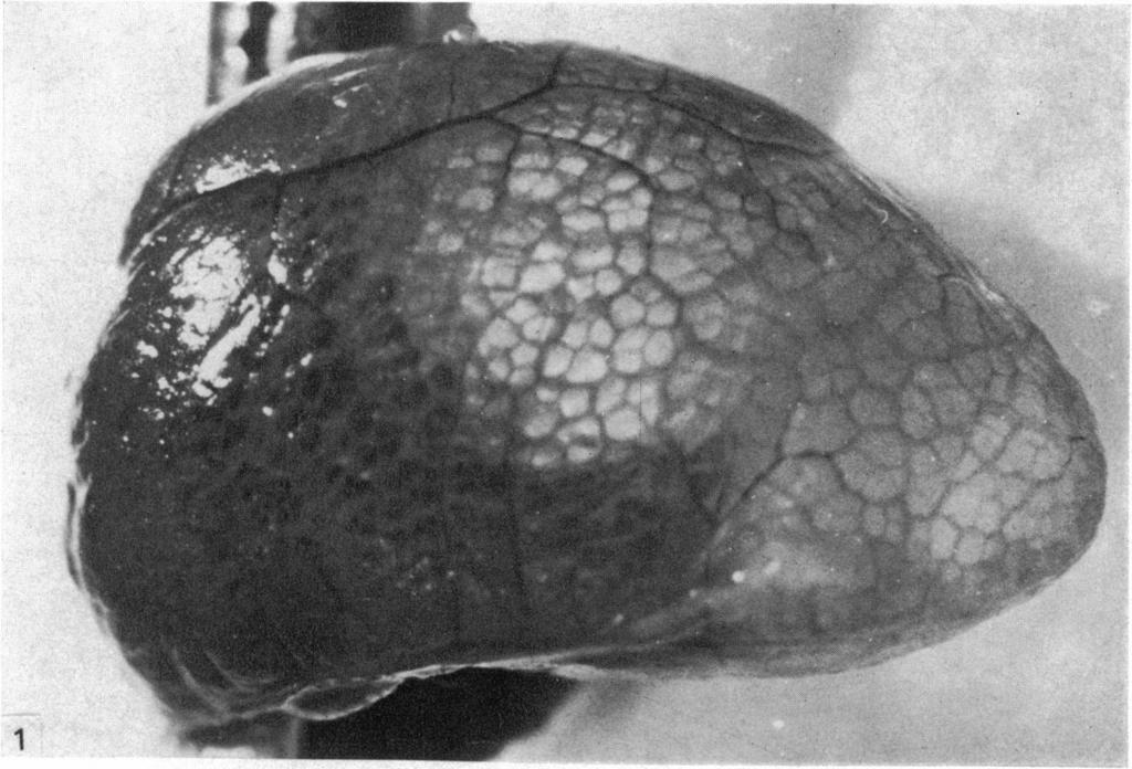 422 C. MEBAN 1 Fig. 1. External surface of a lung from Lacerta.