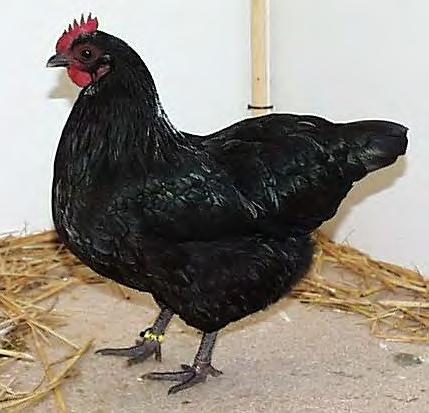 The original Black Orpington was produced by William Cook of England and later specimens of this breed were exported to Australia where it was converted,