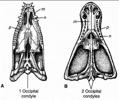 Development of Mammalian Characteristics 1. Masseteric fossa on dentary. 2. Zygomatic arches flare laterally 3. Masseter and temporal muscles 4. Partial secondary palate 5.