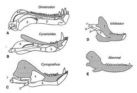 Development of mammalian characteristics 4 1. Increase in size of dentary at expense of other jaw bones [Fig.