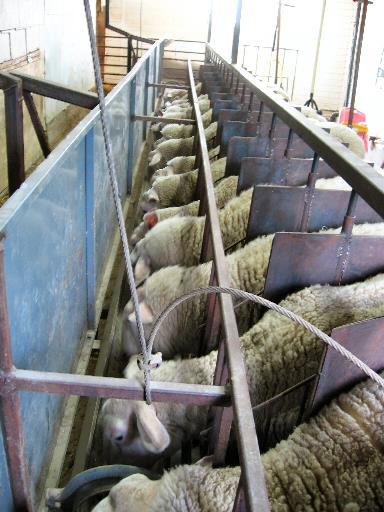 Ewes exiting from the front For the majority of the time, ewes will walk directly into the parlour without issue, however with younger or problem ewes, a producer may need to help guide them to the