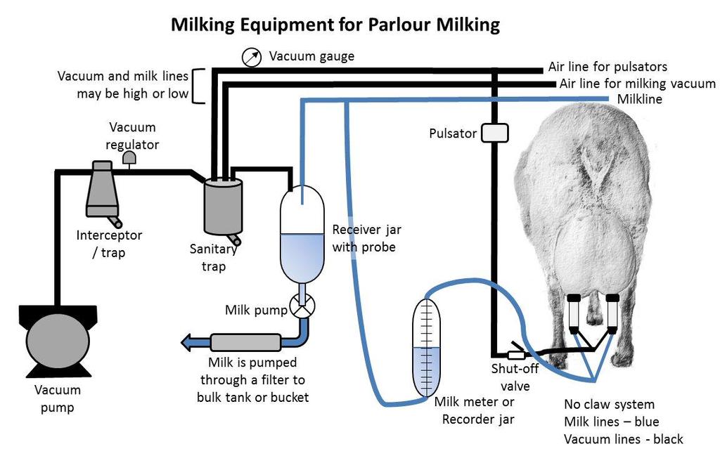 4 ruminal acidosis when milder) and can cause the ewes to go off-feed, develop laminitis from the toxins released from the rumen, and the milk to absorb bad flavours.
