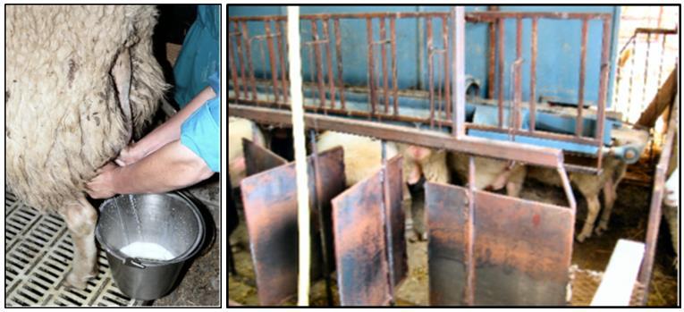 6 1.4.3 HANDMILKING In this system, each ewe is milked into a pail with the milker sitting on a stool or raised platform beside or behind the ewe (Fig. 11- left).