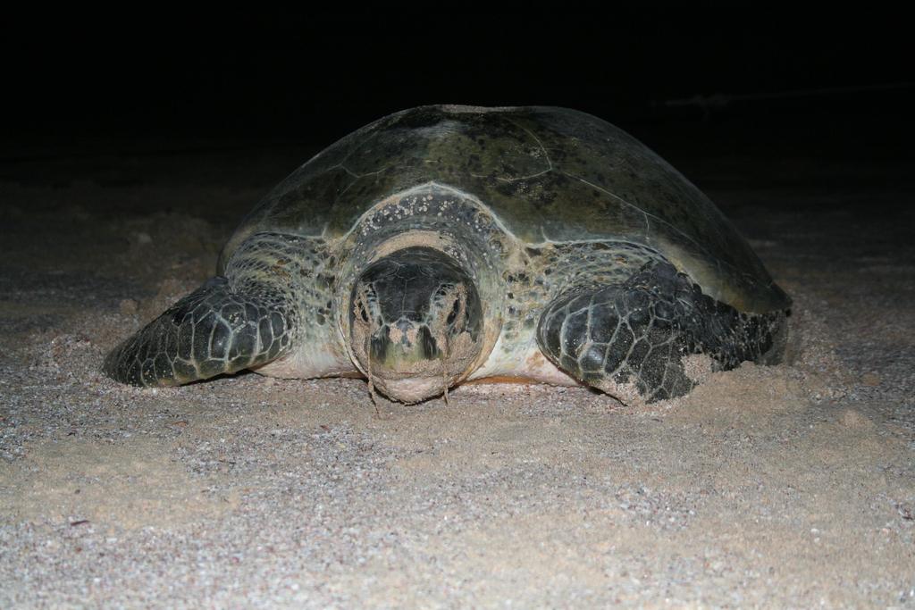 MAPPING MARINE TURTLE NESTING DISTRIBUTION & GENETIC STOCK IDENTIFICATION A FIRST STEP FOR DETERMINING THE SCOPE OF MANAGEMENT FOR YOUR