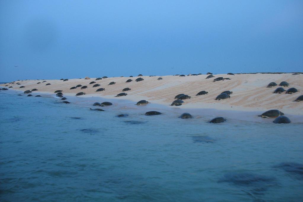 BASIC TURTLE BIOLOGY: MARINE TURTLES RETURN TO BREED IN THE AREA WHERE HATCHED, BUT NOT NECESSARILY TO THE EXACT BEACH WHERE THEY HATCHED FEMALES DISPERSE FROM A MATING AREA TO NEST ON ALL LOCAL
