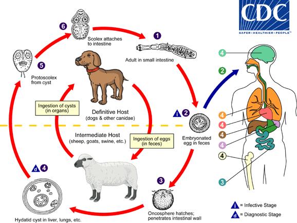 d. The life cycle of Echinococcus granulosus The adult Echinococcus granulosus (3 to 6 mm long) resides in the small bowel of the definitive hosts, dogs or other canids.