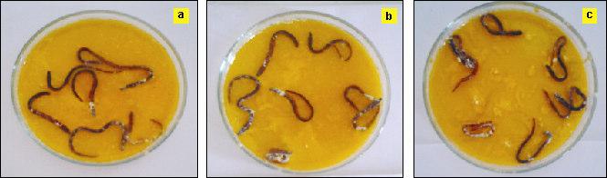 JAMKHANDE et al: IN VITRO ANTHELMINTIC EFFICACY OF A. RETICULATA AGAINST INDIAN EARTHWORMS 155 paralysis and died after 4.