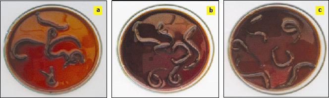 The Indian earthworms showed change in body movement and paralyzed before death when treated with albendazole. Table 2 shows results of saline, albendazole and extract treatment on Indian earthworm.
