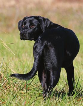 TEAM EDUCATION Canine Monocytic Ehrlichiosis Ehrlichia canis Canine ehrlichiosis is the second most common infection in the U.S. 1 Reference: 1. Hoskins JD. Seroprevalence of Ehrlichia in dogs.