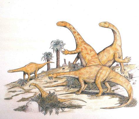 More primitive Sauropods