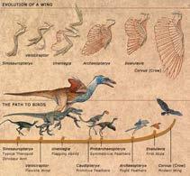 Coelurosauria (bipedal predatory archosaurs) So, how did flight evolve?