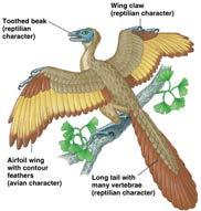 The Evolution of Flight First fossil with evidence of mechanical properties of flight is Archaeopteryx Flight feathers indistinguishable from modern birds Probably not powerful flier, probably