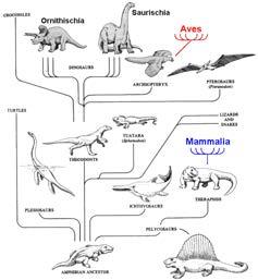 environments in Mesozoic Currently represented by lineages in three major groups: Testudines: Turtles Lepidosaurs: Tuataras, lizards, snakes Archosaurs: Crocodiles, birds Sister group to Synapsida,